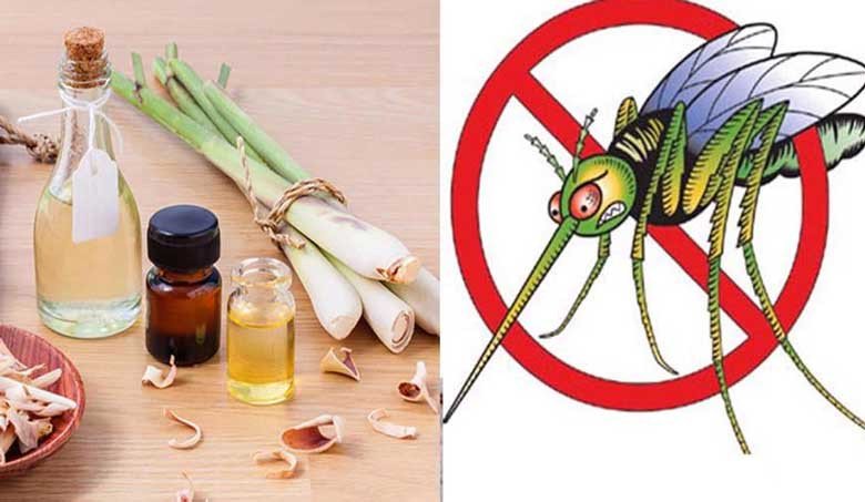 Chai tinh dầu sả và máy khuếch tán giúp đuổi muỗi