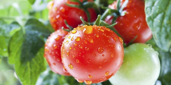 Những quả cà chua đỏ mọng được xếp gọn gàng ngoài tủ lạnh, nhấn mạnh tầm quan trọng của việc không bảo quản cà chua lạnh.