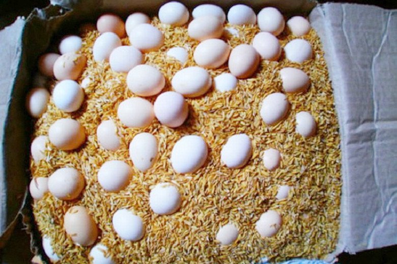 Trứng gà được xếp gọn gàng trong thùng lớn, phủ kín bằng lớp vỏ trấu khô để bảo quản hiệu quả.